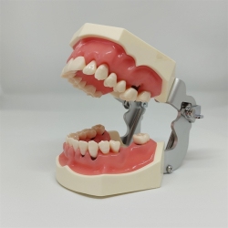 Model til trning af parodontale behandlingsteknikker 